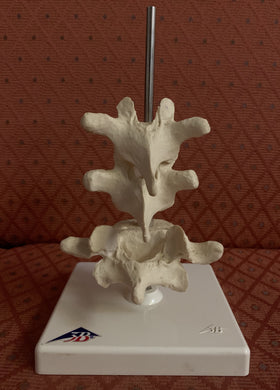 3B Scientific 3 Representative Vertebrae Model Healthcare Germany